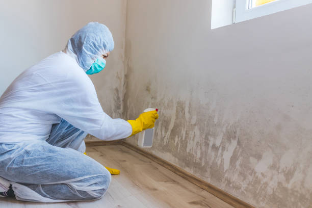 Licensed Mold Remediation service in Wharton, TX - WQB Mold Removal
